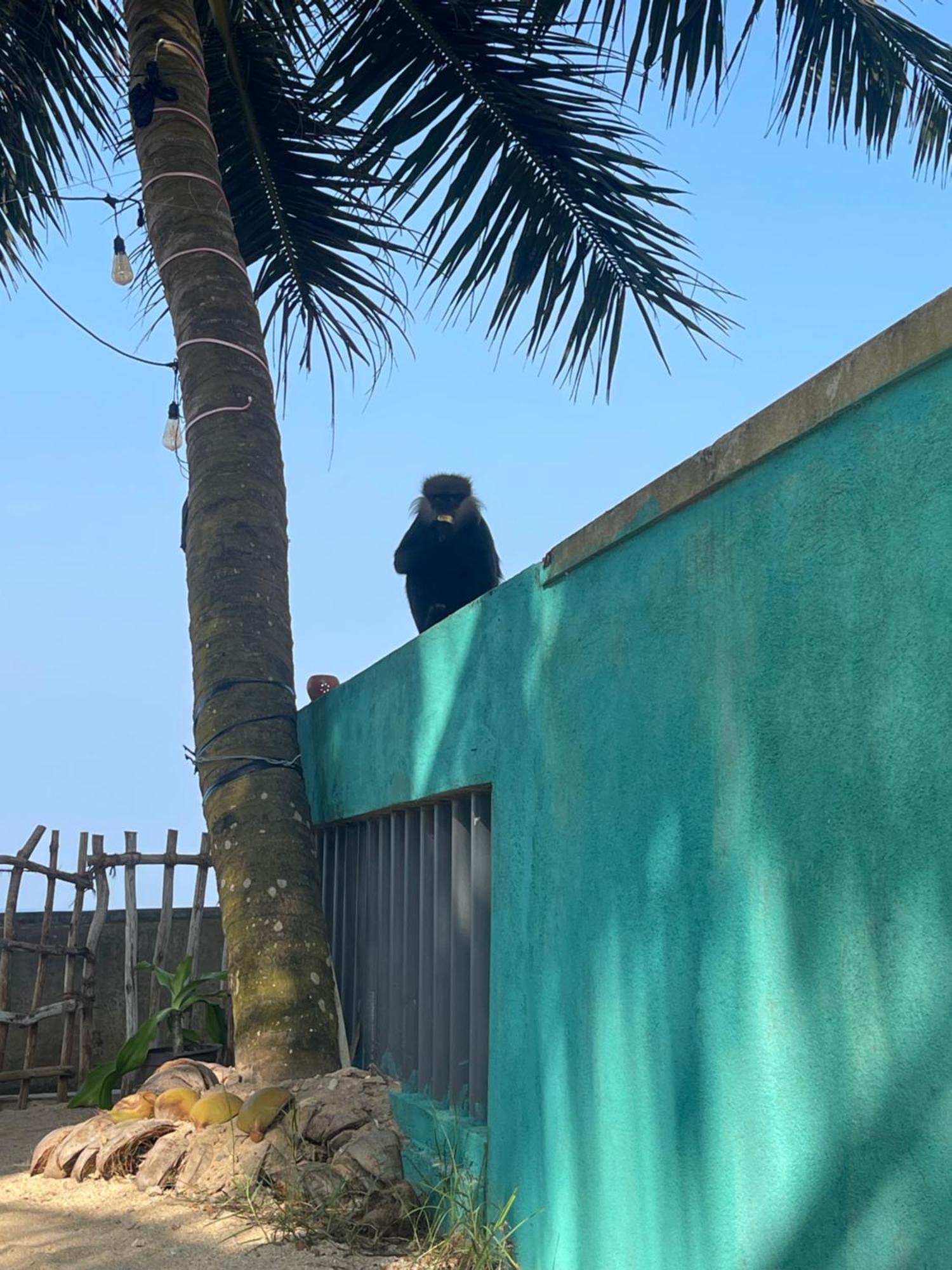 Blue Maalu Resort アンバランゴダ エクステリア 写真