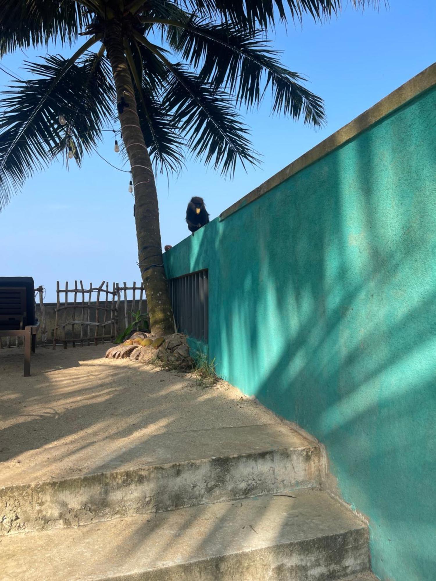 Blue Maalu Resort アンバランゴダ エクステリア 写真